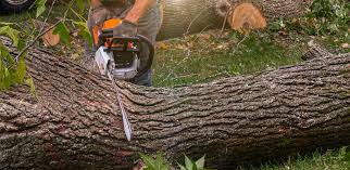 Best Lawn Irrigation Installation and Maintenance  in Coarsegold, CA
