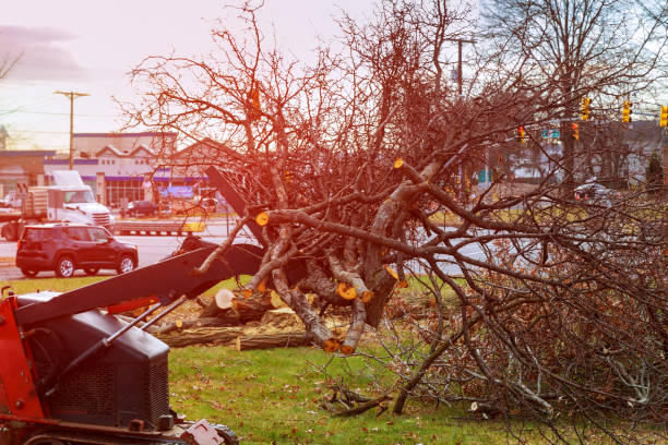 Leaf Removal in Coarsegold, CA