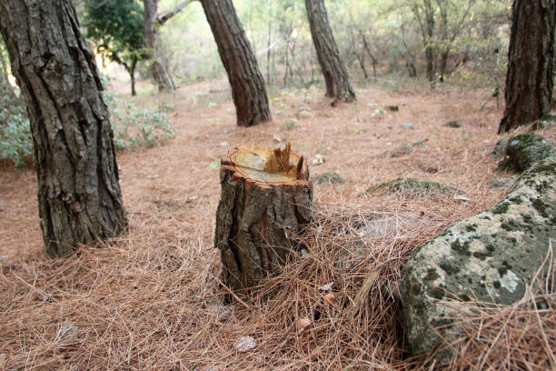 Best Root Management and Removal  in Coarsegold, CA