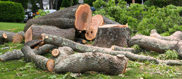 Trusted Coarsegold, CA Tree Care Experts