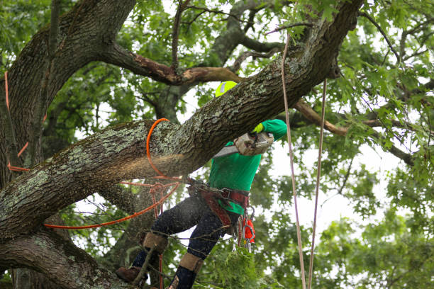 How Our Tree Care Process Works  in  Coarsegold, CA