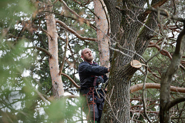 Professional Tree Care in Coarsegold, CA